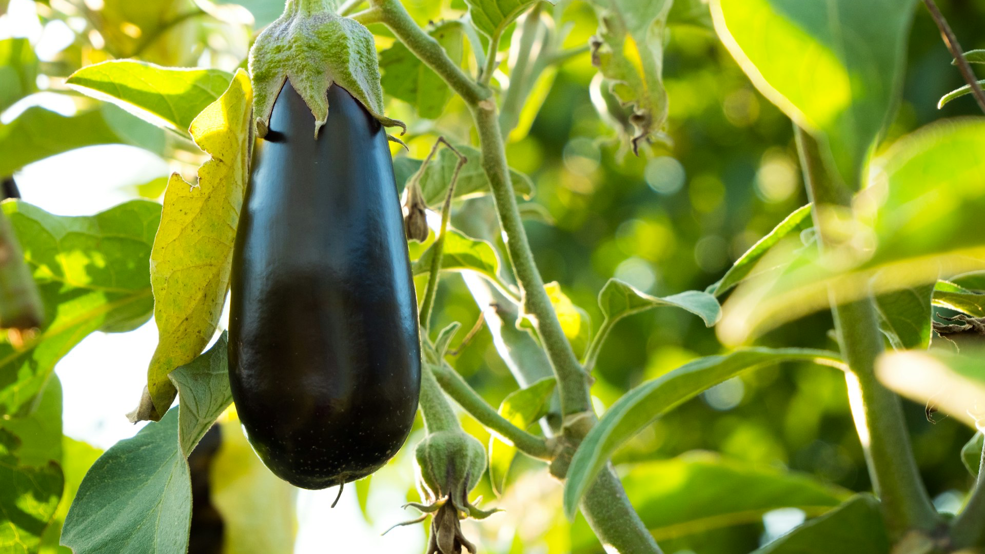 black fruit on green leaves during daytime